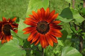 Orange Helianthus Flower Seeds for Planting – Pollinator Friendly, Heirloom, Non-GMO, High Germination Organic Garden Seeds
