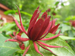 Red Calycanthus Flower Seeds for Planting – Fragrant Blossoms, Heirloom, Non-GMO, High Germination Organic Garden Seeds