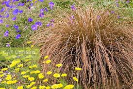 Carex Comans Flower Seeds for Planting - Easy to Grow, Heirloom, Non-GMO & High Germination Garden Seeds