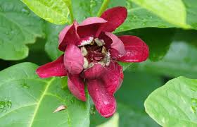 Red Calycanthus Flower Seeds for Planting – Fragrant Blossoms, Heirloom, Non-GMO, High Germination Organic Garden Seeds