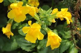 Mimulus Luteus Flower Seeds for Planting – Drought Tolerant, Heirloom, Non-GMO, High Germination Organic Garden Seeds