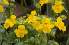 Mimulus Luteus Flower Seeds for Planting – Drought Tolerant, Heirloom, Non-GMO, High Germination Organic Garden Seeds