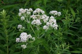 White Eupatorium Perfoliatum Flower Seeds for Planting – Compact Growth, Heirloom, Non-GMO, High Germination Organic Garden Seeds