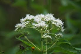 White Eupatorium Perfoliatum Flower Seeds for Planting – Compact Growth, Heirloom, Non-GMO, High Germination Organic Garden Seeds