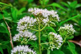 White Eupatorium Perfoliatum Flower Seeds for Planting – Compact Growth, Heirloom, Non-GMO, High Germination Organic Garden Seeds