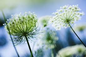 Zanahoria Silvestre Flower Seeds for Planting – Pollinator Friendly, Heirloom, Non-GMO, High Germination Organic Garden Seeds