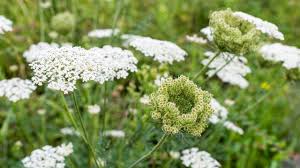 Zanahoria Silvestre Flower Seeds for Planting – Pollinator Friendly, Heirloom, Non-GMO, High Germination Organic Garden Seeds