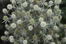 White Eryngium Flower Seeds for Planting – Fragrant Blossoms, Heirloom, Non-GMO, High Germination Organic Garden Seeds