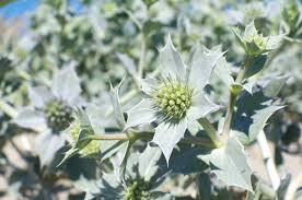 White Eryngium Flower Seeds for Planting – Fragrant Blossoms, Heirloom, Non-GMO, High Germination Organic Garden Seeds