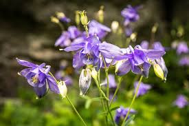 Aquilegia Flower Seeds for Planting – Colorful Display, Heirloom, Non-GMO, High Germination Organic Garden Seeds