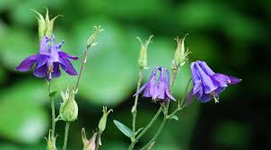 Aquilegia Flower Seeds for Planting – Colorful Display, Heirloom, Non-GMO, High Germination Organic Garden Seeds