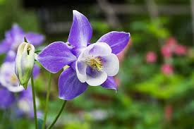 Aquilegia Flower Seeds for Planting – Colorful Display, Heirloom, Non-GMO, High Germination Organic Garden Seeds