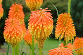 Red Kniphofia Flower Seeds for Planting - Compact Growth, Heirloom, Non-GMO & High Germination Garden Seeds
