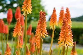 Red Kniphofia Flower Seeds for Planting - Compact Growth, Heirloom, Non-GMO & High Germination Garden Seeds