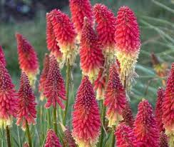 Red Kniphofia Flower Seeds for Planting - Compact Growth, Heirloom, Non-GMO & High Germination Garden Seeds