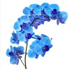 Blue-Purple Phalaenopsis Orchid Flower Seeds for Planting – Perfect for Borders, Heirloom & Non-GMO Organic Garden Seeds
