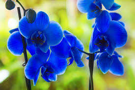 Blue-Purple Phalaenopsis Orchid Flower Seeds for Planting – Perfect for Borders, Heirloom & Non-GMO Organic Garden Seeds