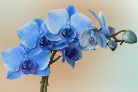 Blue-Purple Phalaenopsis Orchid Flower Seeds for Planting – Perfect for Borders, Heirloom & Non-GMO Organic Garden Seeds