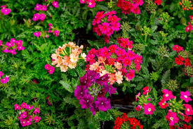 Multi-Color Verbena Flower Seeds for Planting – Hardy Variety, Heirloom & Non-GMO Organic Garden Seeds