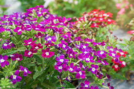 Multi-Color Verbena Flower Seeds for Planting – Hardy Variety, Heirloom & Non-GMO Organic Garden Seeds