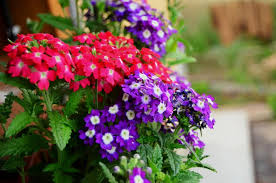 Multi-Color Verbena Flower Seeds for Planting – Hardy Variety, Heirloom & Non-GMO Organic Garden Seeds