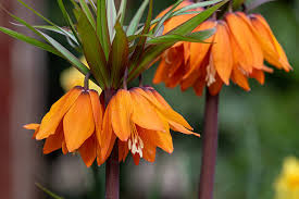 Imperialis Flower Seeds for Planting | Heirloom Non-GMO Organic Garden Seeds | Shade Tolerant, 100pcs