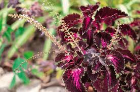 Coleus Flower Seeds for Planting – Drought Tolerant, Heirloom & Non-GMO Organic Garden Seeds