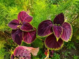 Coleus Flower Seeds for Planting – Drought Tolerant, Heirloom & Non-GMO Organic Garden Seeds