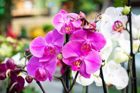 Phalaenopsis Orchid Flower Seeds for Planting - Colorful Display, Heirloom, Non-GMO &amp; High Germination Garden Seeds, 100pcs