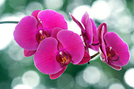 Phalaenopsis Orchid Flower Seeds for Planting - Colorful Display, Heirloom, Non-GMO &amp; High Germination Garden Seeds, 100pcs