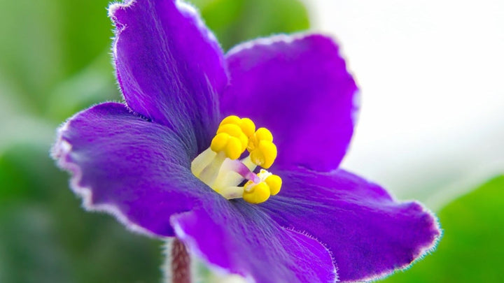 African Violet Flower Seeds for Planting – Cottage Garden Essential, Heirloom, Non-GMO, High Germination Organic Garden Seeds