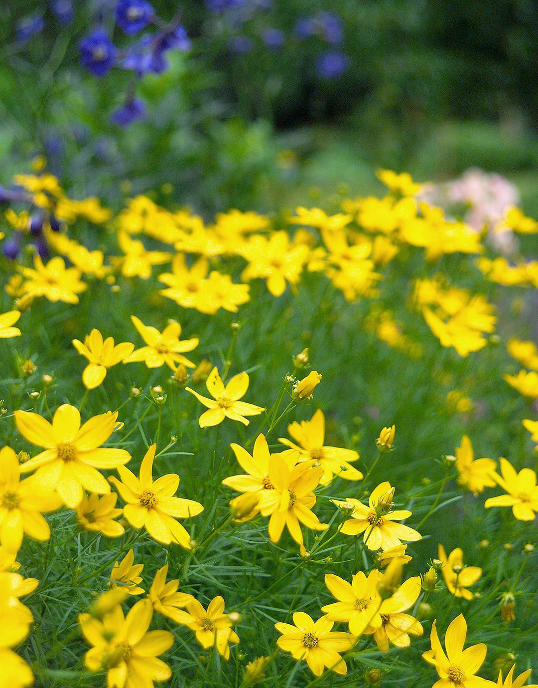 Yellow Perennial Flower Seeds for Planting – Premium Quality, Heirloom & Non-GMO for Home Garden