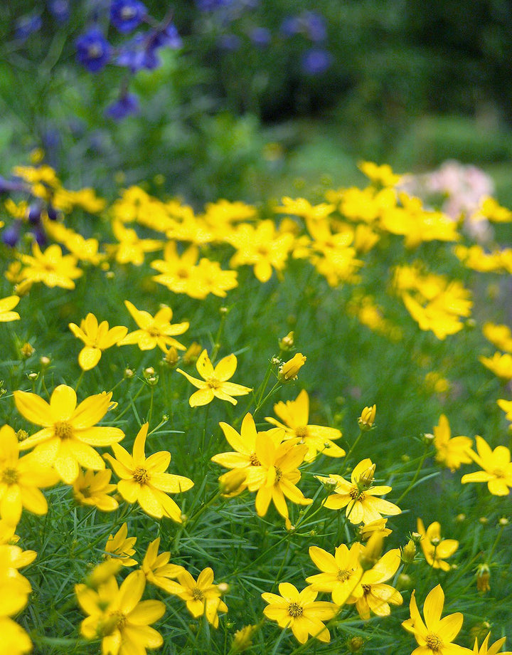 Yellow Perennial Flower Seeds for Planting – Premium Quality, Heirloom & Non-GMO for Home Garden