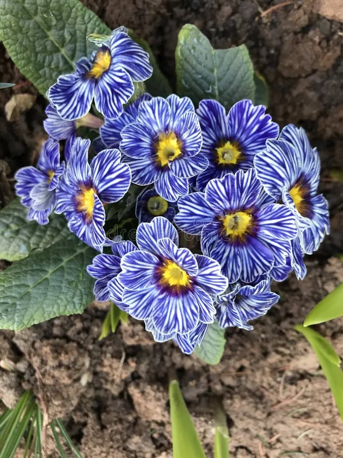 Blue Primula Flower Seeds for Planting – Sun Loving, Heirloom, Non-GMO, High Germination Organic Garden Seeds