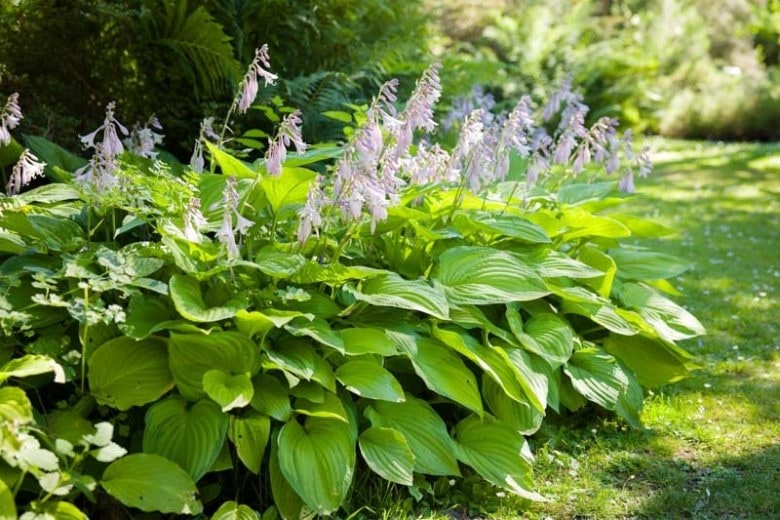 Hosta Perennial Flower Seeds for Planting – Easy to Grow, Heirloom & Non-GMO Organic Garden Seeds