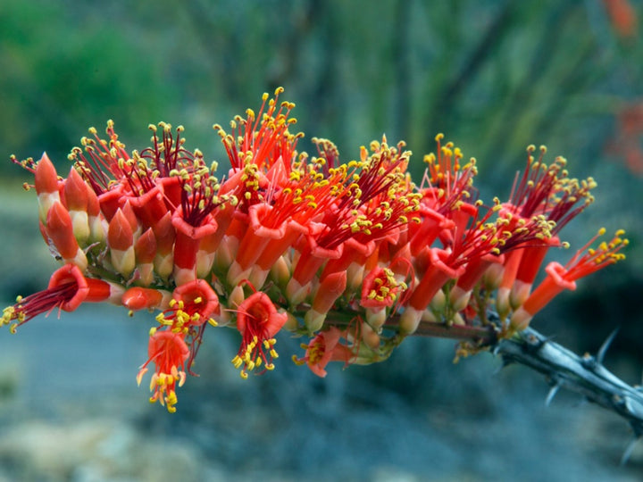 Ocotillo Fouquieria Splendens Flower Seeds for Planting | Heirloom Non-GMO High Germination Seeds