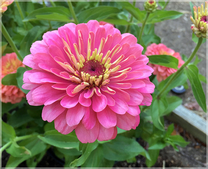 Pink Yellow Zinnia Flower Seeds for Planting – Bright Blooms, Heirloom, Non-GMO Home Garden