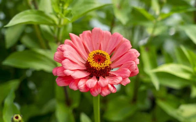 Zinnia Salmon Queen Flower Seeds for Planting – Cut Flower Favorite, Heirloom & Non-GMO for Home Garden