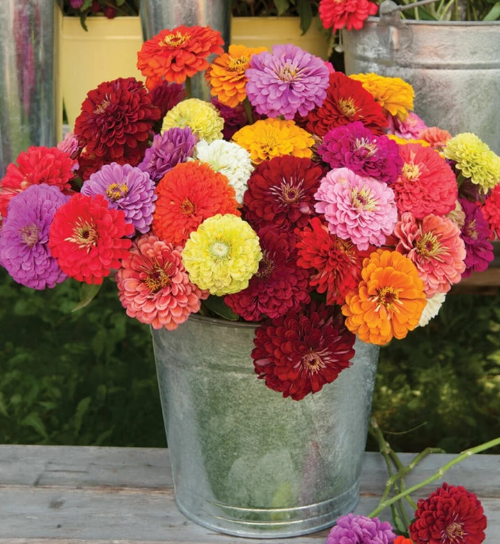 Zinnia Benary Giant Flower Seeds for Planting – Heirloom, Non-GMO, High Germination, Organic Garden Seeds
