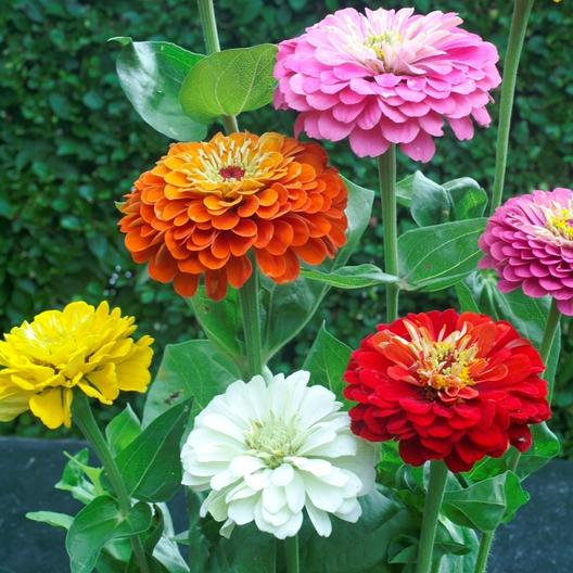 Zinnia Flower Seeds for Planting – Heirloom Non-GMO, High Germination Organic Garden Seeds