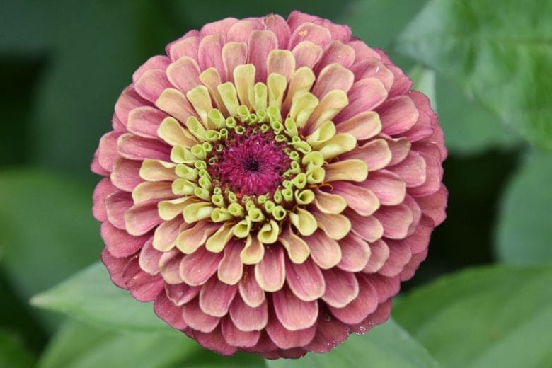 Queeny Lime Red Zinnia Flower Seeds for Planting – Heirloom Non-GMO, High Germination Organic Garden Seeds