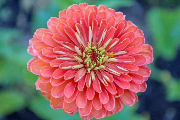 Zinnia Salmon Queen Flower Seeds for Planting – Cut Flower Favorite, Heirloom & Non-GMO for Home Garden