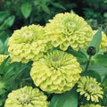 Envy Zinnia Flower Seeds for Planting – Heirloom, Non-GMO, High Germination Organic Garden Seeds