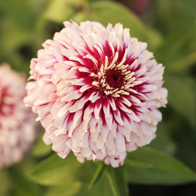 Red Cream Zinnia Flower seeds for Planting – Wildflower Mix, Heirloom & GMO Free Seeds for Home Garden
