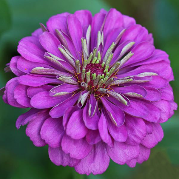 Violet Zinnia Flower Seeds for Planting – Long Bloom Season, Heirloom &amp; Non-GMO Garden Seeds