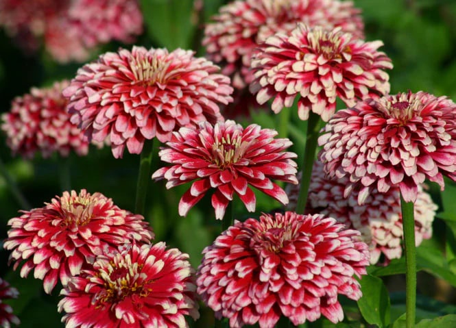 Red Cream Zinnia Flower seeds for Planting – Wildflower Mix, Heirloom & GMO Free Seeds for Home Garden