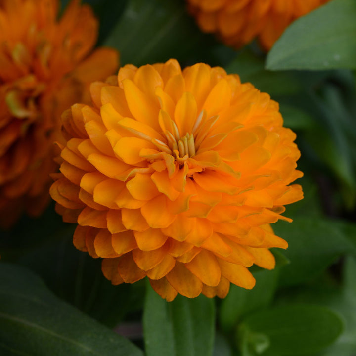 Light Orange Zinnia Flower Seeds for Planting – Drought Tolerant, Heirloom, Non-GMO for Home Garden