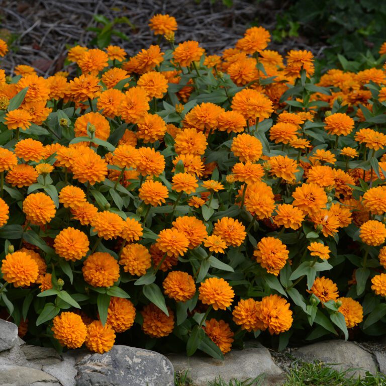 Light Orange Zinnia Flower Seeds for Planting – Drought Tolerant, Heirloom, Non-GMO for Home Garden