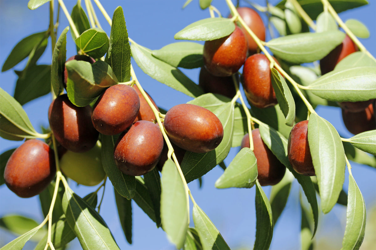 Brown Ziziphus Jujuba Fruit Seeds for Planting – Heirloom, Non-GMO, Hardy Unique Tree Seeds, High Germination
