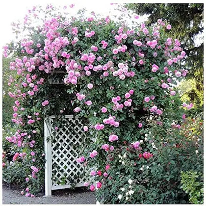 Climbing Rose Flower Seeds for Planting – Vibrant Heirloom Non-GMO Organic Garden Seeds